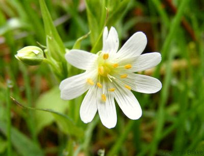 White Flower