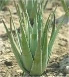 [aloe-vera.jpg]