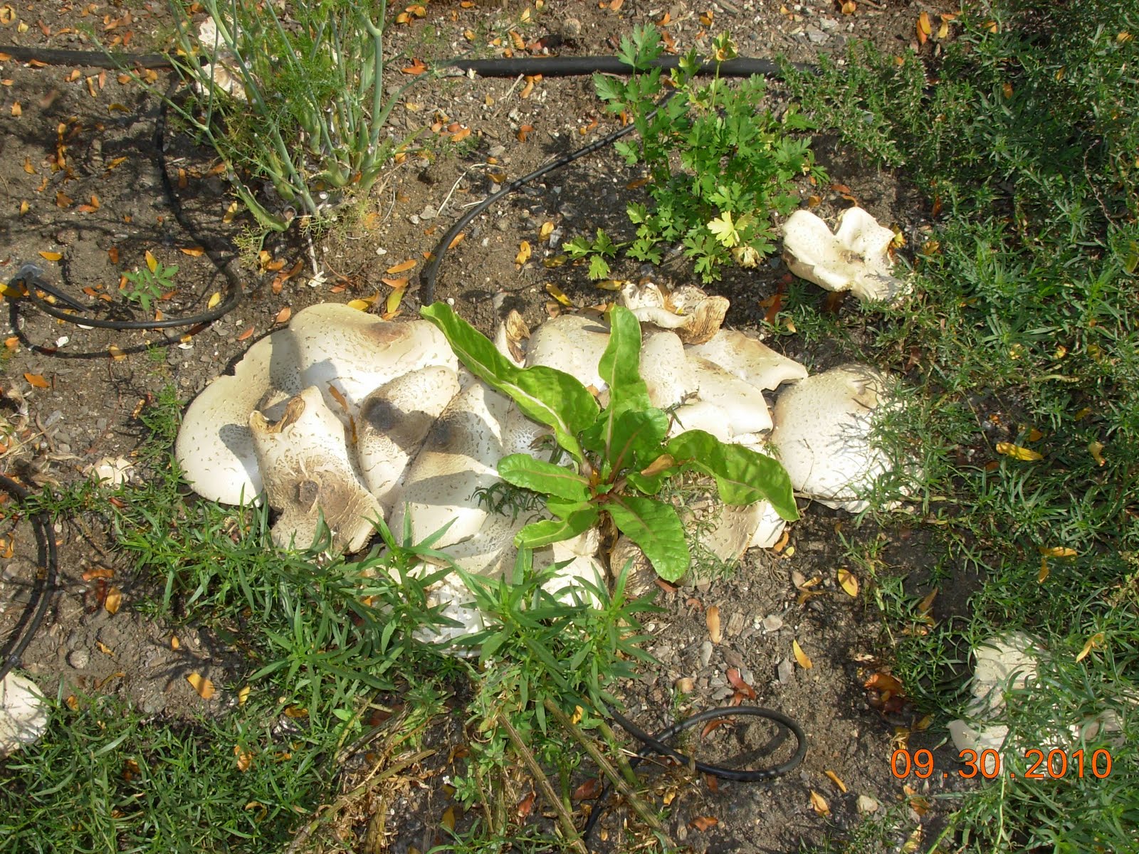 Food for thought Strange Mushrooms In the Garden