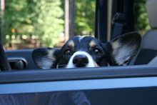 Gizmo, did you say, "Let's Go for a Ride?"