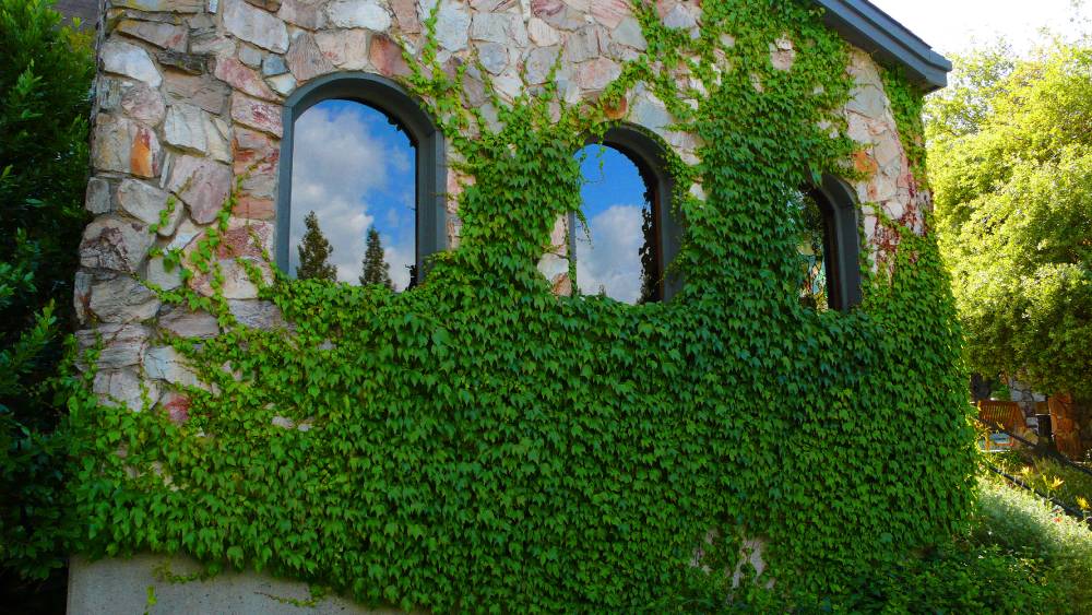 john thompson designer IVY a league of its own