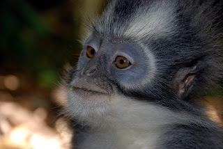 Indonesia attractions: Grizzled Leaf Monkey (Presbytis comata)