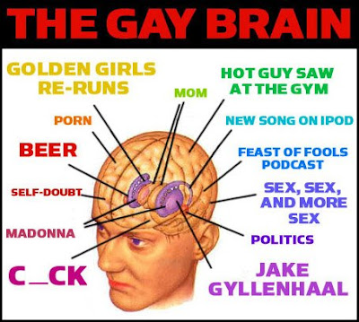 Gay Brain Vs Straight Brain 14