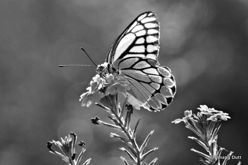 Plain Black and White: Black and White : Butterfly