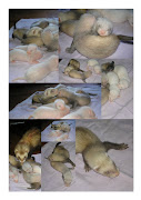 Mummys New Baby Ferrets