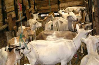 Bienestar animal y calidad alimentaria