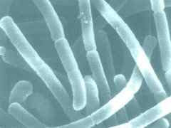 Yogur diarrea y ANTIBIOTICOS