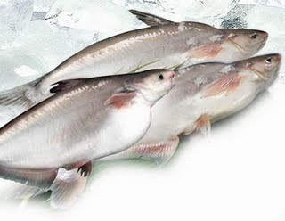 Los Panga son pescados de nueva GENERACION 