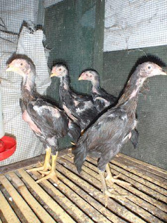 peternakkan: Gambar-gambar ayam bangkok