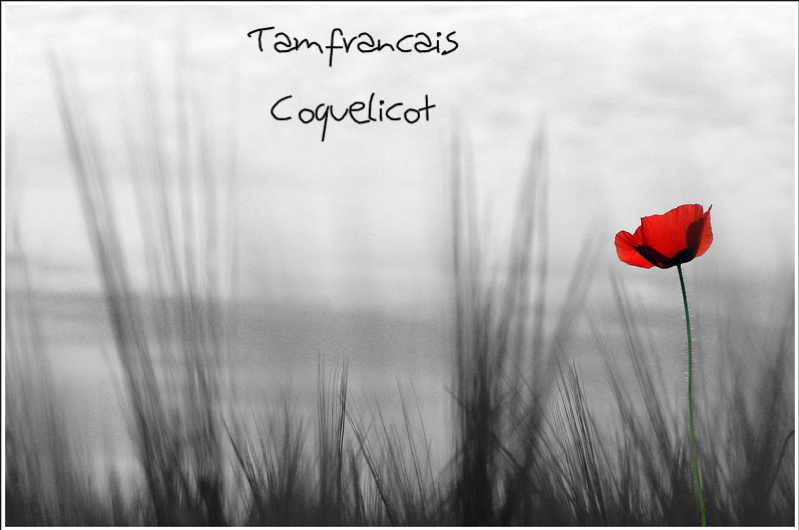 Tam Francais Coquelicot