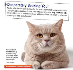Adopt A CAT!!! Help Them!!! Petfinder.my