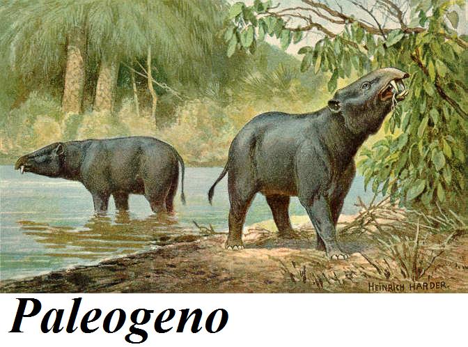 [Moeritherium.jpg]