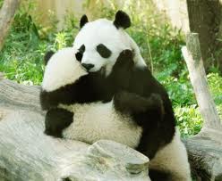 abrazo+de+panda.jpg
