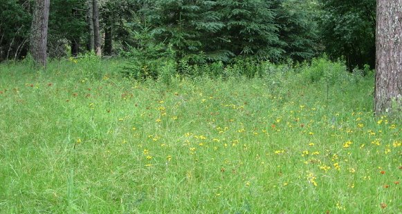 [dock+meadow_1_1.jpg]