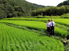 Pretty Rice Field