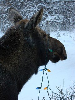 [2008.12.18+moose+with+light+Small+Web+view.jpg]