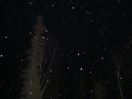 [flowers+ash+032.JPG]