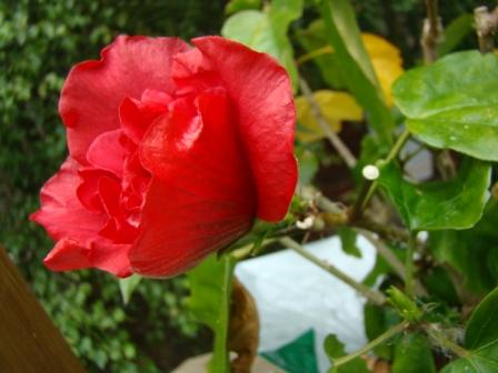 [7-15+flowers+(2).JPG]