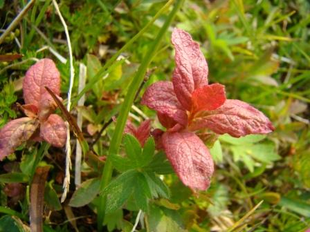 [7-9+Hatchers+Pass+(16).JPG]