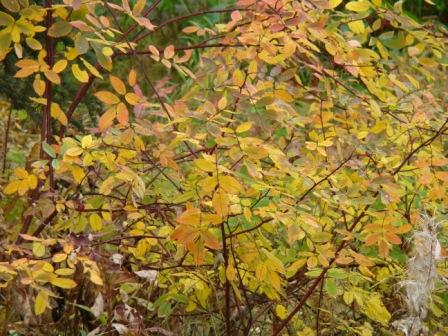 [CJ+and+gymnastics+049.JPG]