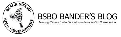 BSBO Bird Bander's Blog