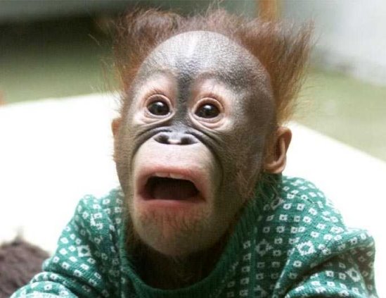 [macaco_assustado_zorate.bmp]