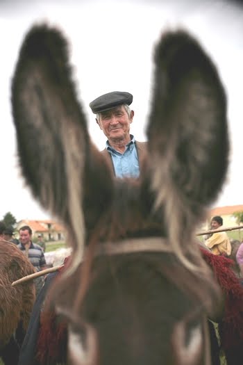 [burro_portugal_porreiro.jpg]