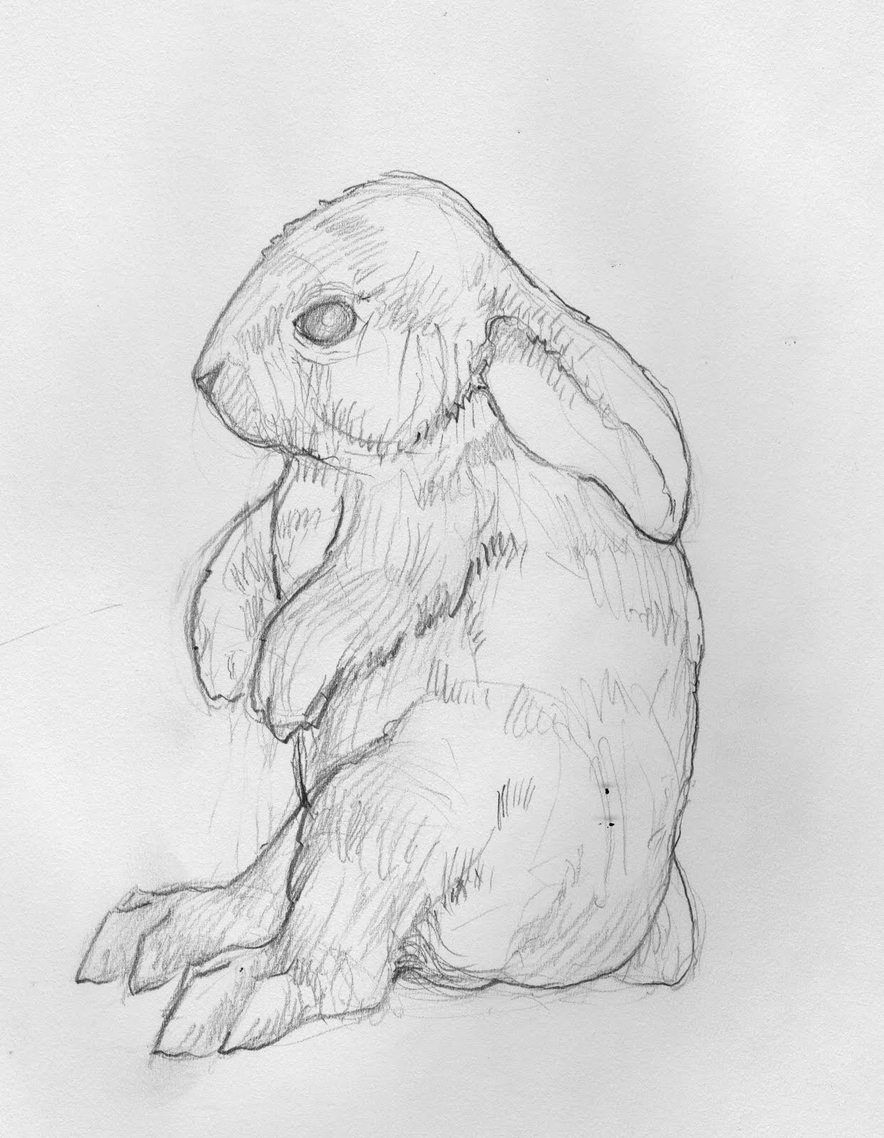 Как нарисовать кролика как настоящего