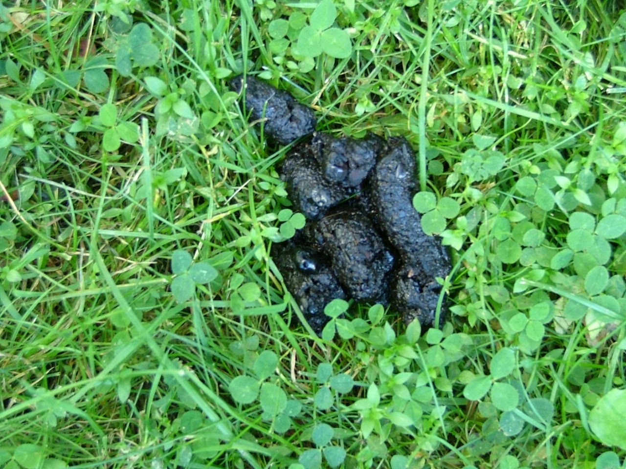 Wildlife, Wildflowers and a Window What Scat is That?