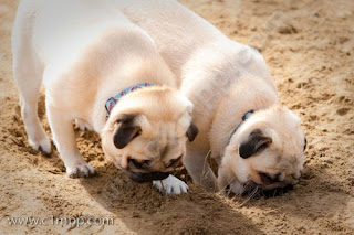 good mojo dog center good mojo dog center