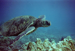 Sea Turtle