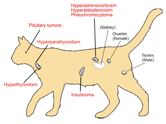 Animal Endocrine Clinic: An Overview of Endocrine Disease in Dogs and Cats