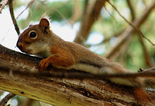The Red Squirrel Lounging