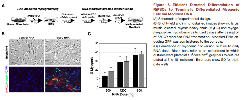 BE115's Tissue Engineering Blog: Highly Efficient Reprogramming to ...