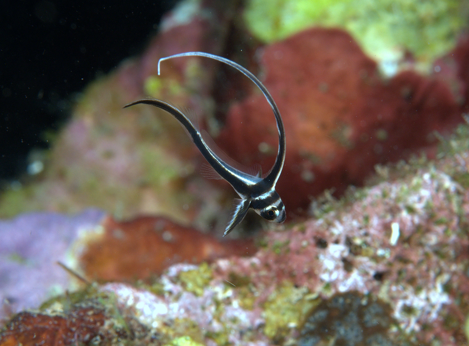 under pressure world Juvenile Spotted Drum Dominica