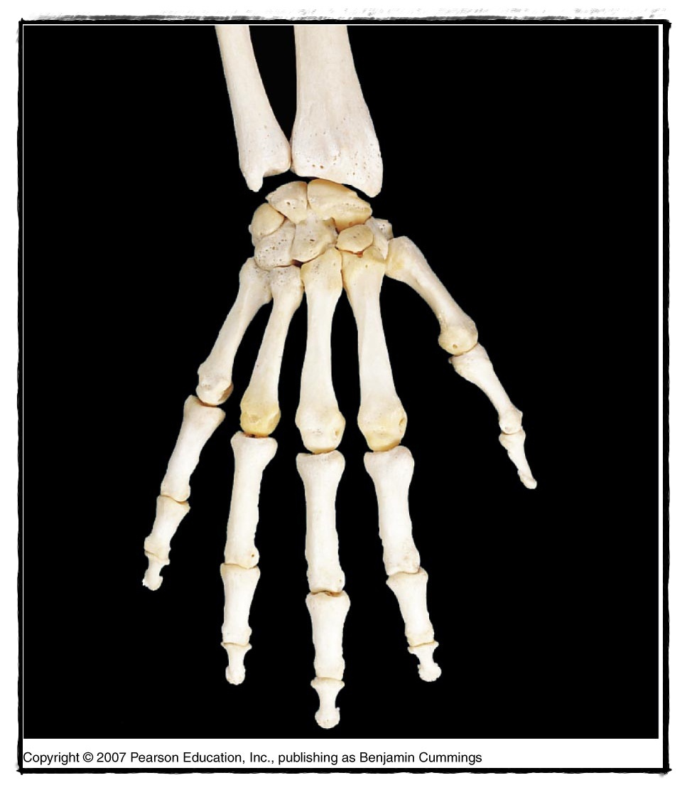 Hand bone. Кости кисти анатомия. Hand Bones. Hand Joint. Кости Маджестик.