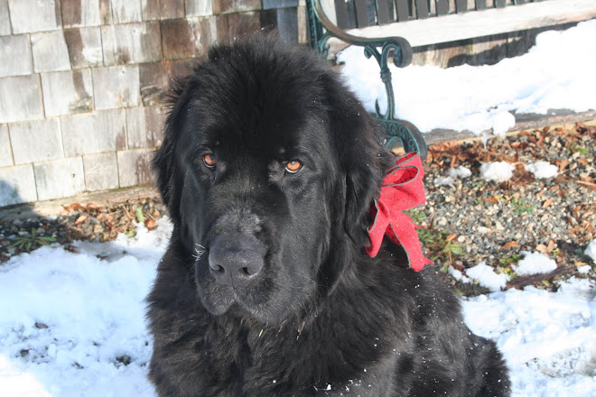 Bob The Christmas Newfie