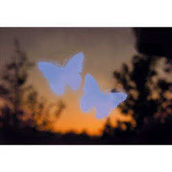 into window birds crashing stop windows alerts bird alert