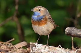 White-spotted bluethroat April 08.