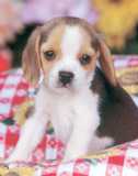 [2794_b~Beagle-Pup-Posters.jpg]