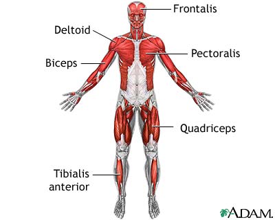 Human Body Systems: Muscular System
