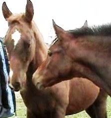 Behind The Bit When Your Young Horse Cribs