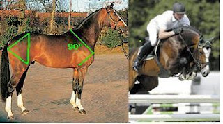 Image result for horse body balance conformation