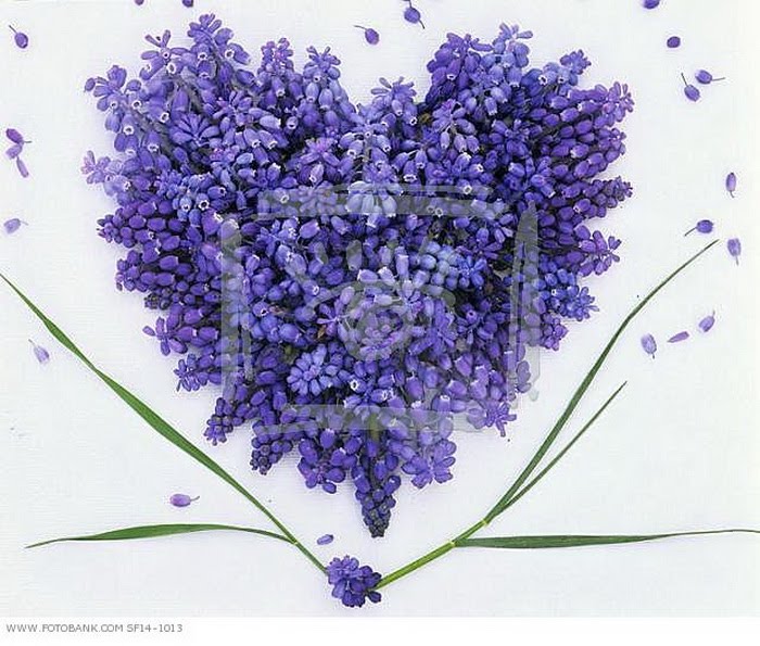 All nature in the world from kaku 14 Beautiful Heart Shape Flower Photos