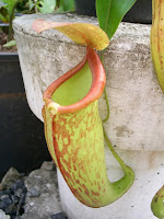 planta carnivora drosera