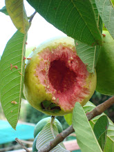 guava