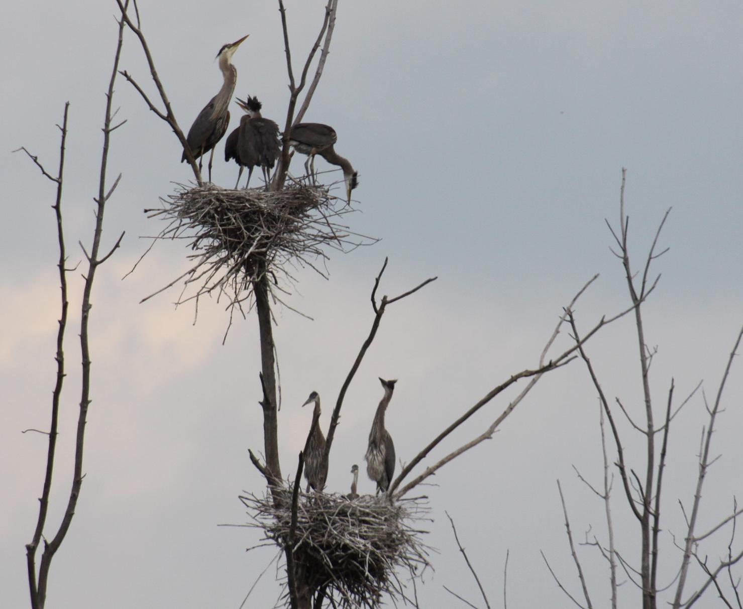 Michigan Exposures Heron Nests