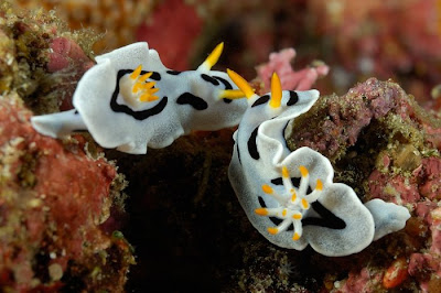 underwater sea creatures pictures