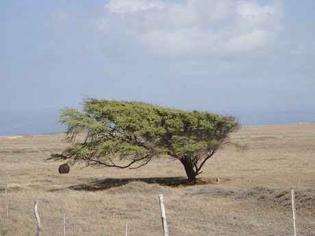 [hawaii-volcanoes-park-wind-blown-tree.jpg]