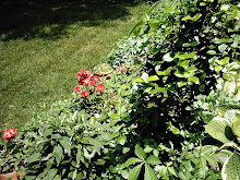 Hosta and Geraniums